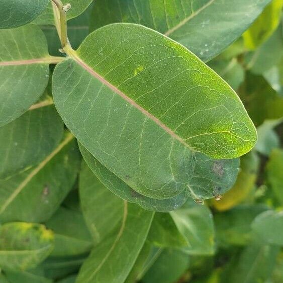 Asclepias syriaca Frunză