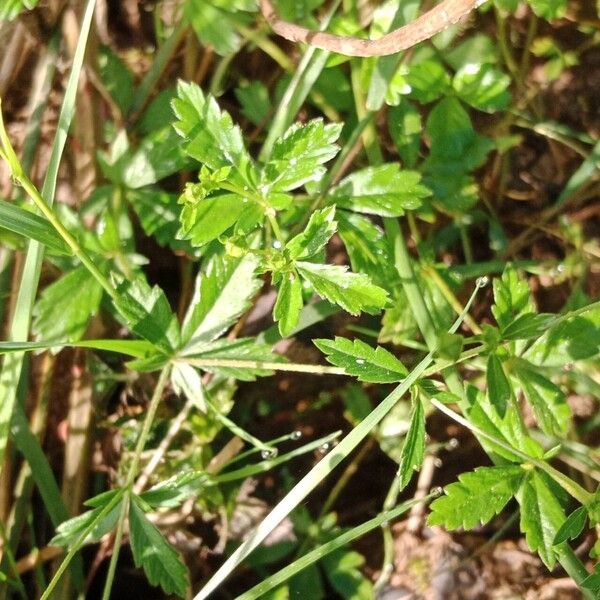 Potentilla erecta Leaf