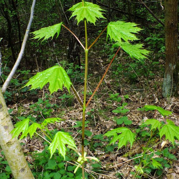 Acer platanoides Lehti