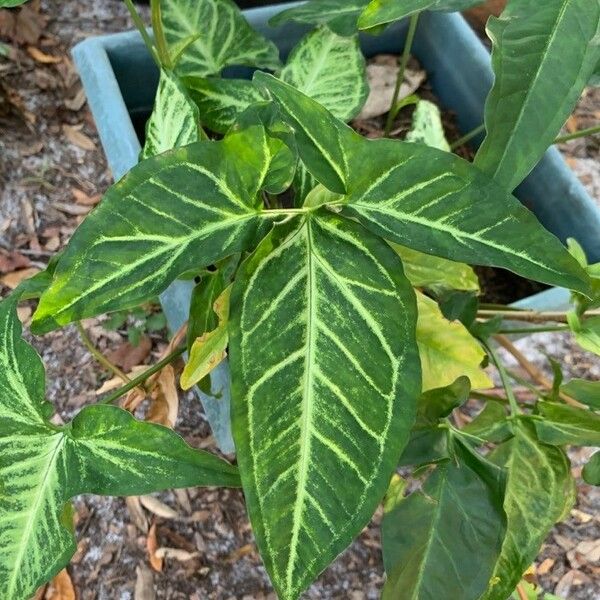 Syngonium angustatum Leaf