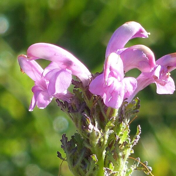 Pedicularis gyroflexa Kukka