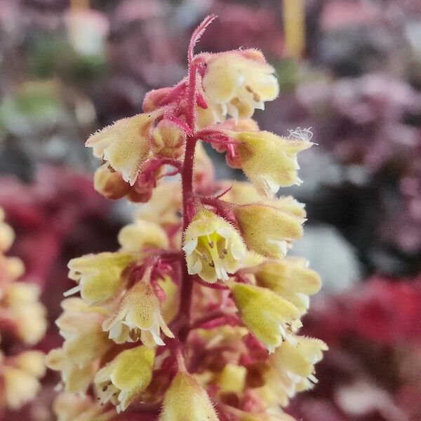 Heuchera longiflora Cvet