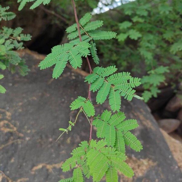 Vachellia farnesiana Lapas