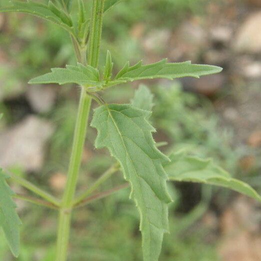 Salvia subincisa Leaf