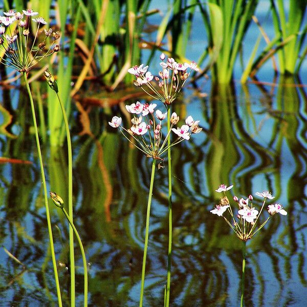 Butomus umbellatus Lorea