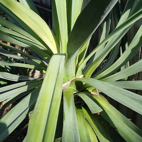 Agave sisalana Лист