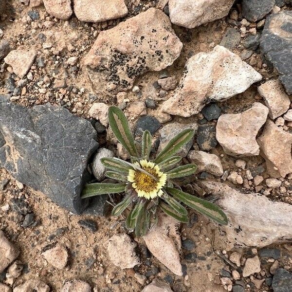 Pallenis hierochuntica Flower