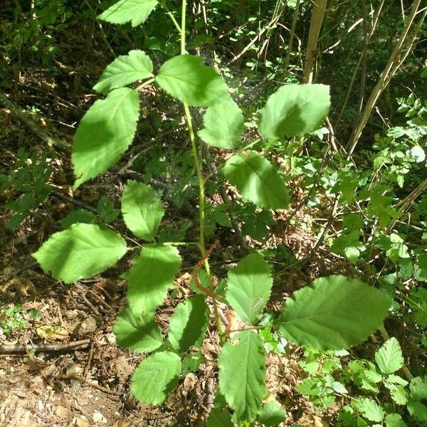 Rubus imbricatus Leaf