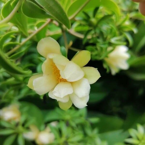 Pereskia aculeata Flower