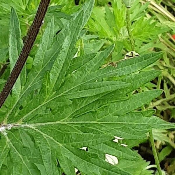 Artemisia vulgaris Feuille