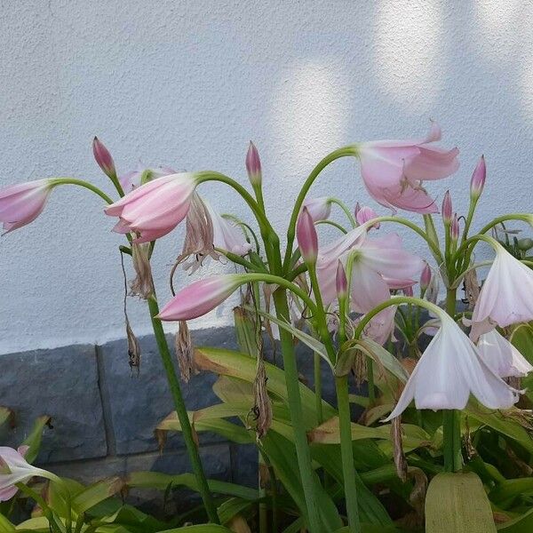 Crinum moorei Flor