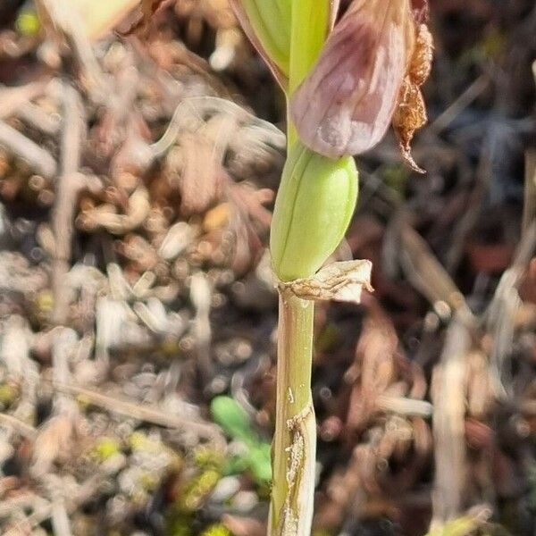 Serapias cordigera Fruchs