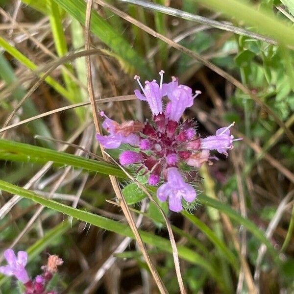 Thymus praecox Flower