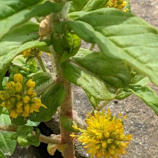 Lysimachia thyrsiflora Kvet