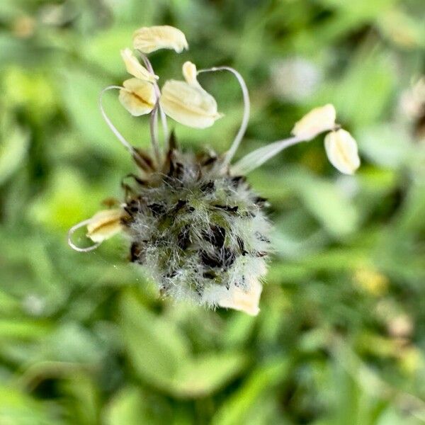 Plantago lagopus 花