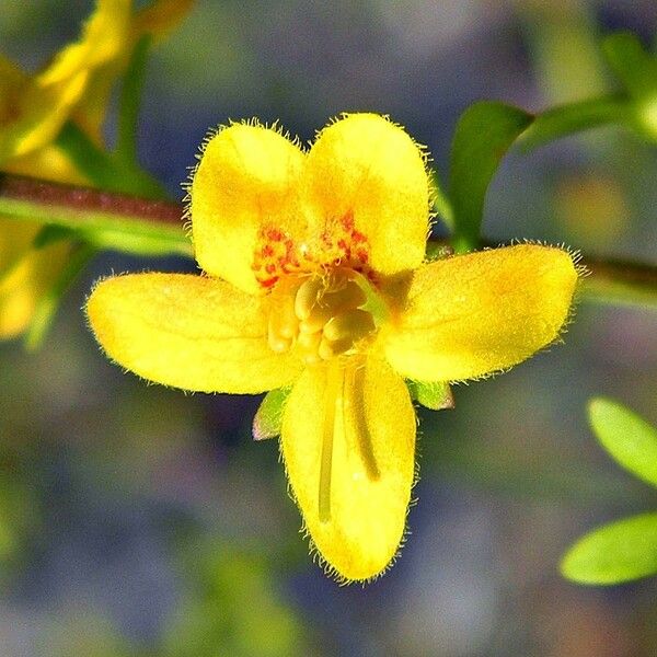 Seymeria pectinata Flor