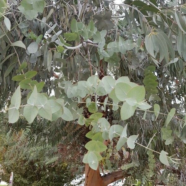 Eucalyptus globulus Leaf