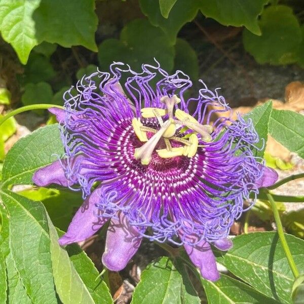 Passiflora incarnata Blomst