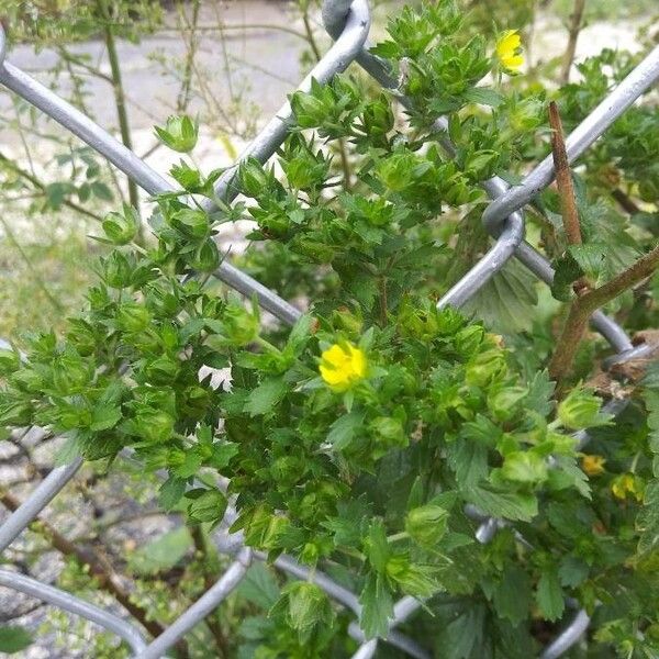 Potentilla supina 花