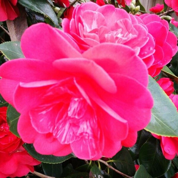 Camellia japonica Flower