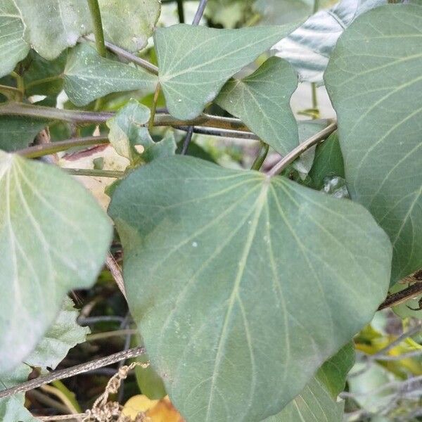 Ipomoea batatas Leaf