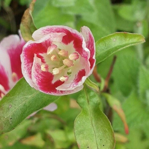 Clarkia amoena Blüte