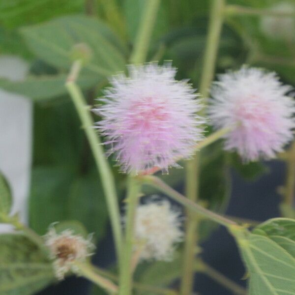 Mimosa albida Fruit