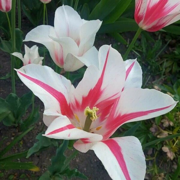 Tulipa clusiana Kvet