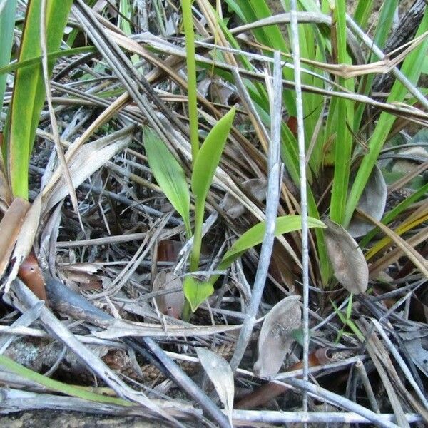 Achlydosa glandulosa Συνήθη χαρακτηριστικά