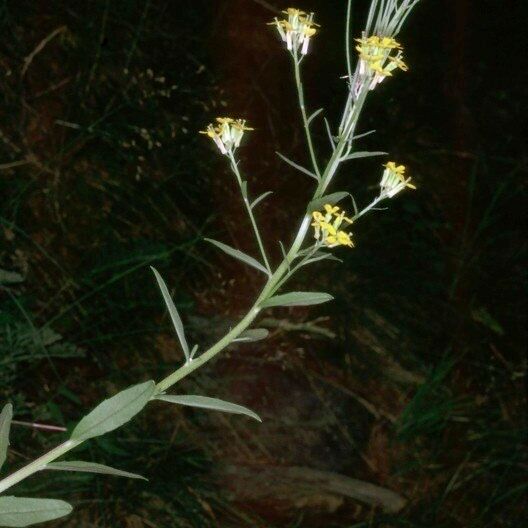 Erysimum virgatum Kita