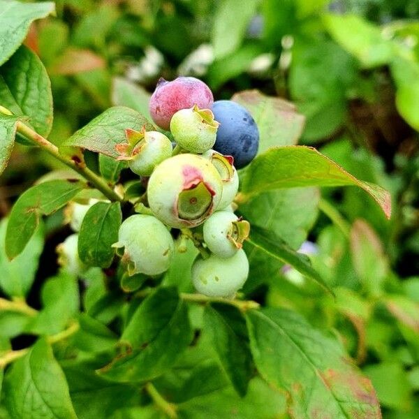 Vaccinium angustifolium Fruitua