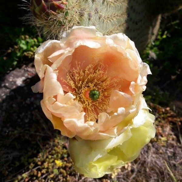 Opuntia polyacantha Цветок