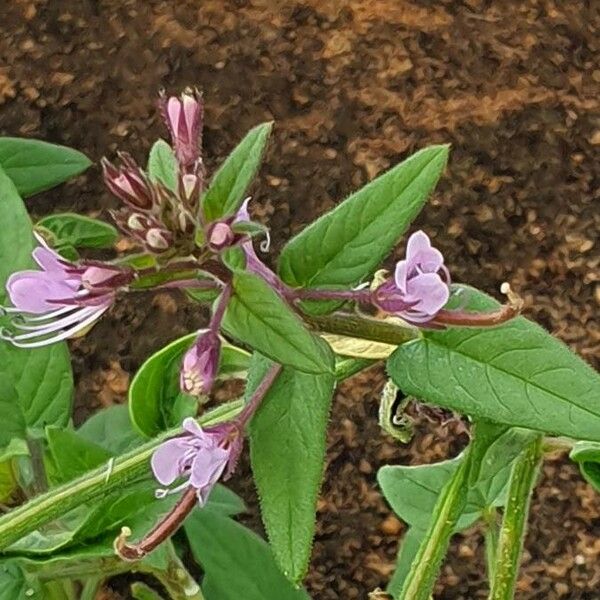 Cleome monophylla Floro