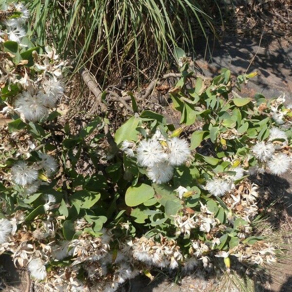Lopholaena coriifolia ശീലം