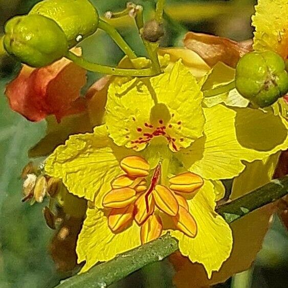 Parkinsonia aculeata ᱵᱟᱦᱟ