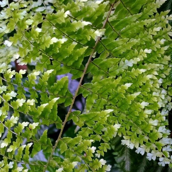 Nephrolepis exaltata Листок