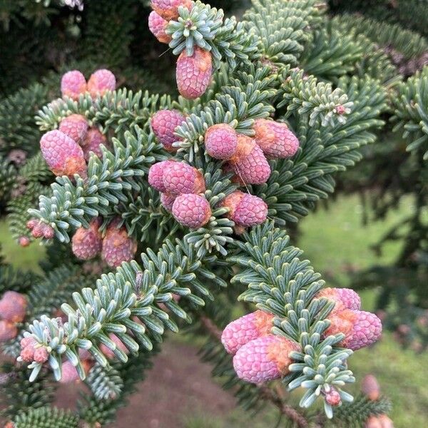 Abies pinsapo Leaf