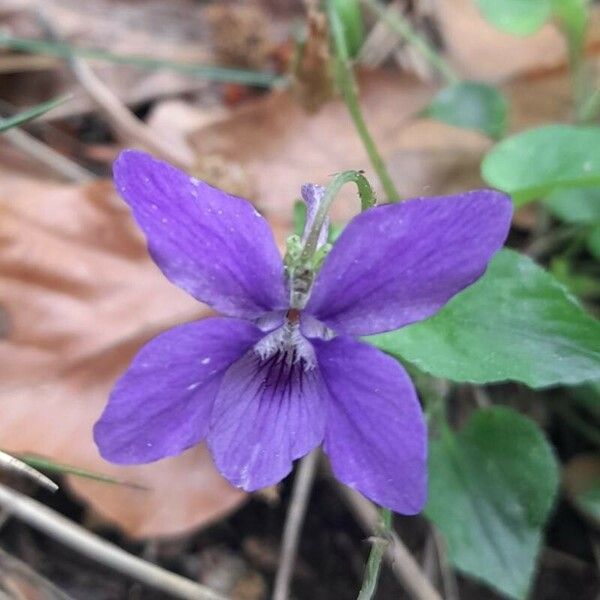 Viola reichenbachiana Kvet