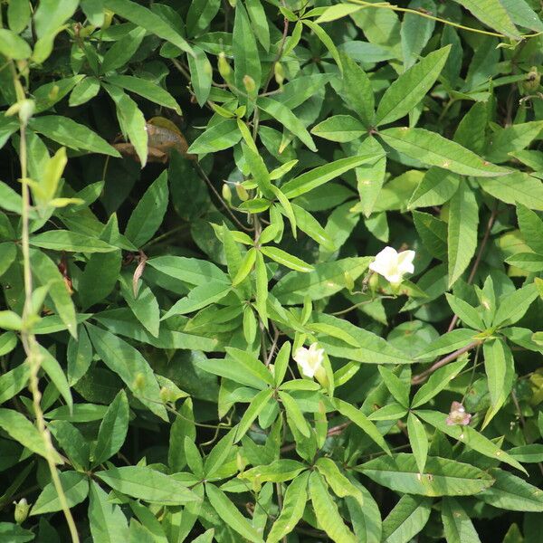 Distimake quinquefolius Leaf