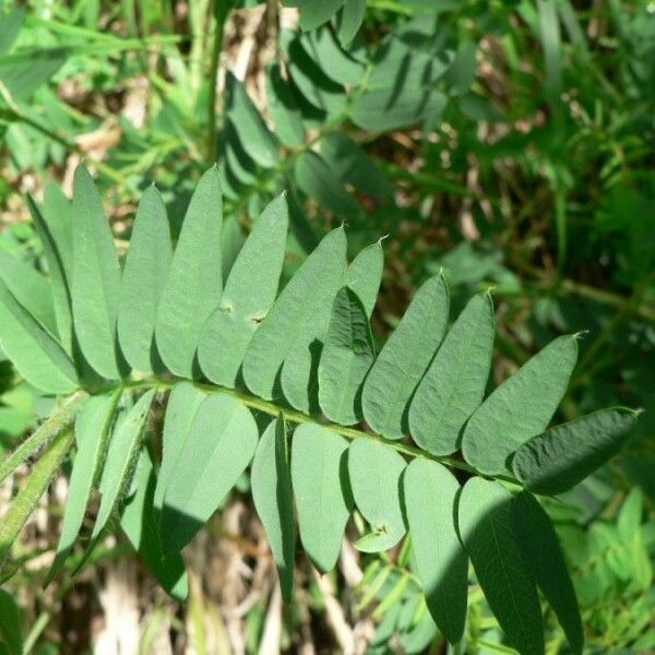 Vicia orobus Frunză