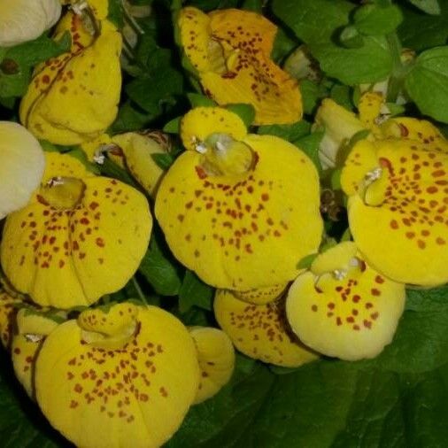 Calceolaria integrifolia Flower