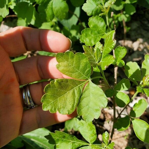 Rhus trilobata Leaf