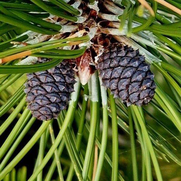 Pinus heldreichii Fruitua