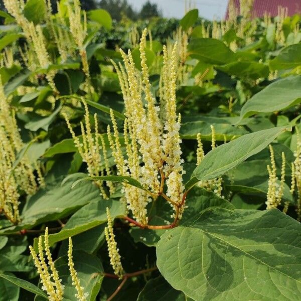 Reynoutria sachalinensis Flower