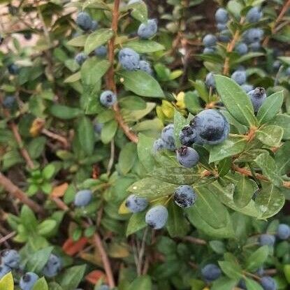 Myrtus communis Owoc