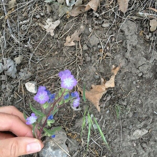 Phacelia linearis Květ