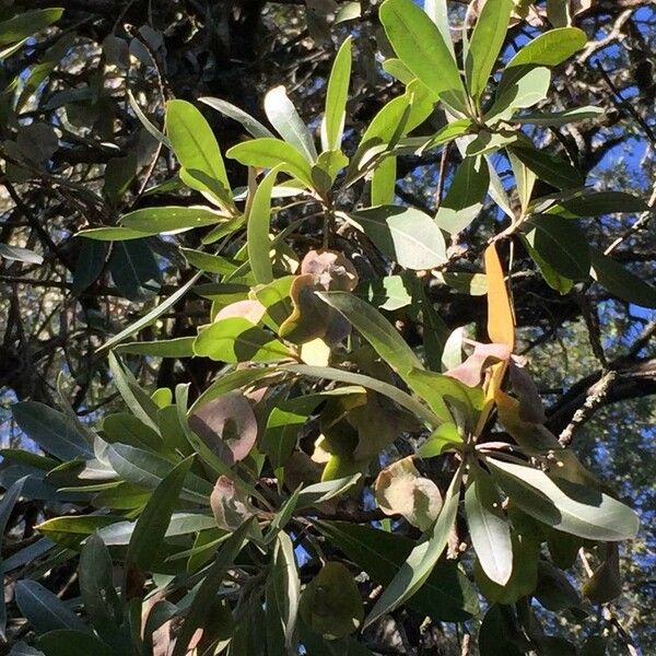 Terminalia sericea Fulla