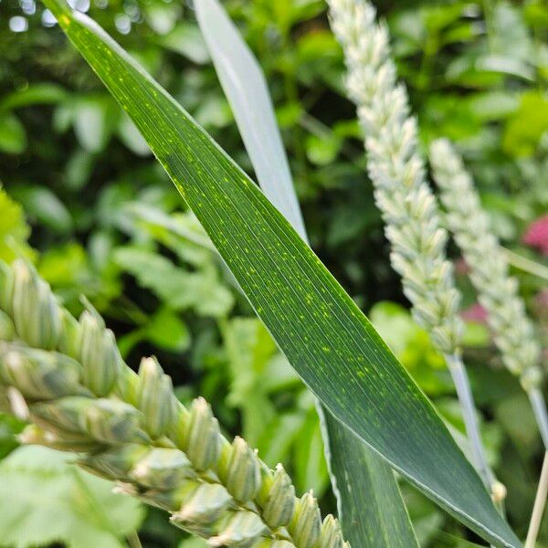 Triticum aestivum Blad