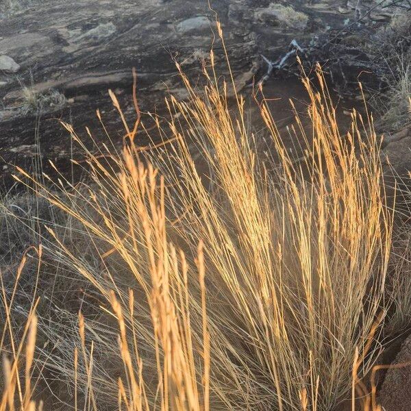 Heteropogon contortus Habit