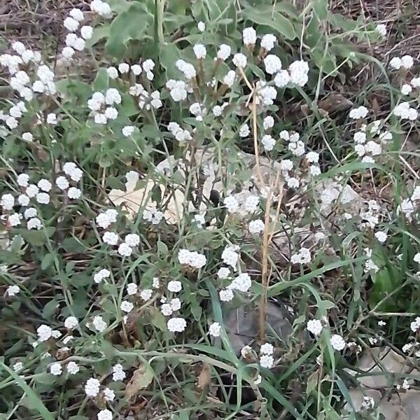 Heliotropium europaeum Buveinė